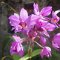 Soroa <br />Orchideen im 'Orquideario'