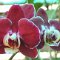 Soroa <br />Orchideen im 'Orquideario'
