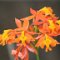 Soroa <br />Orchideen im 'Orquideario'