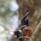 Soroa <br />Vogelbeobachtung im 'Orquideario'