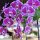 Orchideen im Swisshotel