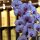 Orchideen im Swisshotel