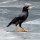 frecher Vogel