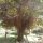 schöner Baum