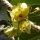 Orchideen in der Hotelanlage
