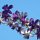 Orchideen in der Hotelanlage