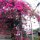 schöne Bougainvillea