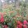 Weihnachtsstern und Bougainvilleas