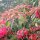 Weihnachtsstern und Bougainvilleas