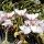 Orchideen