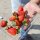 unser Fahrer hat Erdbeeren gekauft