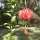 spezieller Hibiskus