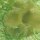 Leder-Anemone