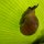 Land-Schnecke an Palmblatt