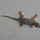 Gecko auf Insekten-Jagd