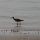 Ibis