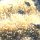 Anemone mit jungen Dreifleck-Preussenfischen