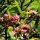 Frangipani-Baum