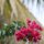 Bougainvilleas