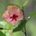 Hibiskus-Blüte