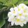 Frangipani-Blüten