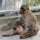 Affe von Gibraltar