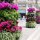 Blumenschmuck am Beginn der 'Calle Marques de Larios'