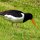 Austernfänger-Vogel