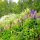 wilde Lupinen