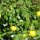 Dotterblumen