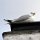 Möwe im Brutkasten