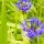 Kornblumen