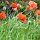 Mohn