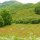 farbige Naturwiese