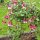 Blumen im Park