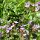 'Alpen'-Flora