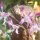 Orchideen in der Hotelanlage