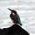 bunter 'Kingfisher' (Eisvogel-Art)