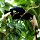 'Palawan-Hornbill'-Vogel
