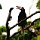 'Palawan-Hornbill'-Vogel