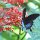 grosser dunkelblauer Schmetterling