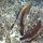 junge Fledermausfische mit Putzerfisch