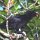 Krähen-Vogel mit Futter im Schnabel