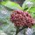 Beeren im Dschungel