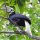 Palawan-Hornbill