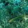Goldfleck-Kaninchenfisch + andere Riff-Fische