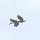 2 fliegende Hornbill-Vögel