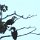 Papuan-Hornbill