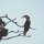 Papuan-Hornbill
