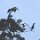 mindestens10 Hornbill-Vögel auf 1 Baum